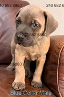 Blue Collar Male, a male Cane Corso for sale in La Plata, MD – 1 of 3