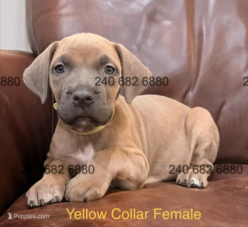 Yellow Collar Female