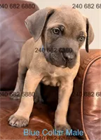 Blue Collar Male, a male Cane Corso for sale in La Plata, MD – 2 of 3