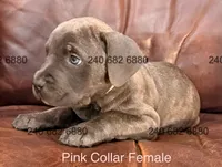 Pink Collar Female, a female Cane Corso for sale in La Plata, MD – 3 of 3