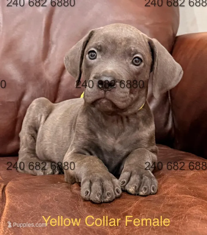 Yellow Collar Female