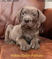 Yellow Collar Female, a female Cane Corso for sale in La Plata, MD – Photo 1 of 2