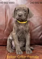 Yellow Collar Female, a female Cane Corso for sale in La Plata, MD – Photo 2 of 2