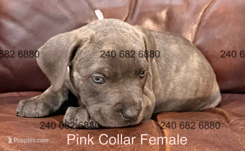 Pink Collar Female – Cane Corso puppy for sale in La Plata, MD