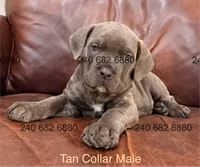 Tan Collar Male, a male Cane Corso for sale in La Plata, MD – 6 of 7