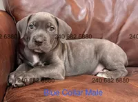 Blue Collar Male, a male Cane Corso for sale in La Plata, MD – Photo 1 of 3