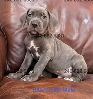 Blue Collar Male, a male Cane Corso for sale in La Plata, MD – Photo 3 of 3