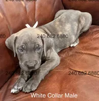 White Collar Male, a male Cane Corso for sale in La Plata, MD – Photo 2 of 3