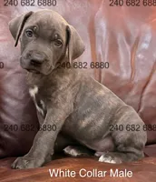 White Collar Male, a male Cane Corso for sale in La Plata, MD – Photo 1 of 3