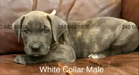 White Collar Male, a male Cane Corso for sale in La Plata, MD – Photo 3 of 3