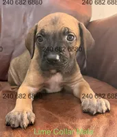 Lime Collar Male, a male Cane Corso for sale in La Plata, MD – Photo 3 of 3