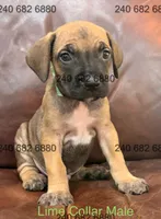 Lime Collar Male, a male Cane Corso for sale in La Plata, MD – Photo 2 of 3