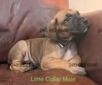 Lime Collar Male, a male Cane Corso for sale in La Plata, MD – Photo 1 of 3