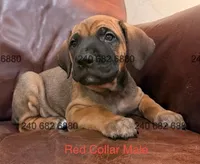 Red Collar Male, a male Cane Corso for sale in La Plata, MD – Photo 2 of 3