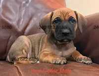 Red Collar Male, a male Cane Corso for sale in La Plata, MD – Photo 1 of 3