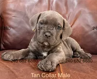 Tan Collar Male, a male Cane Corso for sale in La Plata, MD – 7 of 7