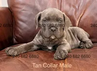 Tan Collar Male, a male Cane Corso for sale in La Plata, MD – 2 of 7