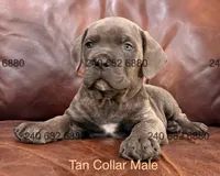 Tan Collar Male, a male Cane Corso for sale in La Plata, MD – 4 of 7