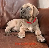 Red Collar Male, a male Cane Corso for sale in La Plata, MD – 2 of 6