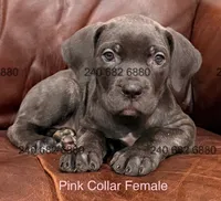 Pink Collar F, a female Cane Corso for sale in La Plata, MD – Photo 2 of 3
