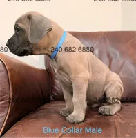 Blue Collar Male, a male Cane Corso for sale in La Plata, MD – 3 of 3