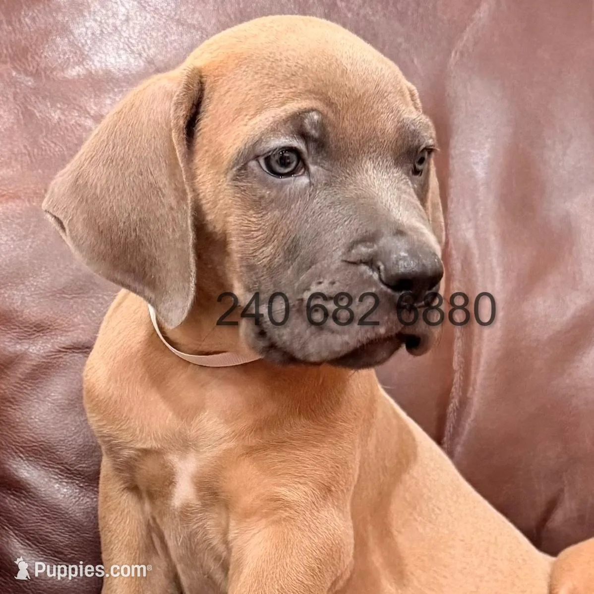 White Collar Cane Corso Puppy, a male Cane Corso for sale in La Plata, MD – Photo 3 of 4