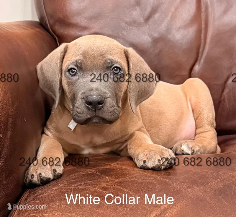 White Collar Cane Corso Puppy