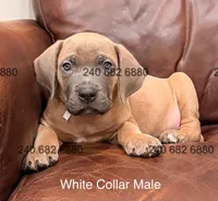 White Collar Cane Corso Puppy, a male Cane Corso for sale in La Plata, MD – Photo 1 of 4
