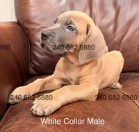 White Collar Cane Corso Puppy, a male Cane Corso for sale in La Plata, MD – Photo 2 of 4