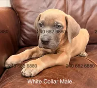 White Collar Cane Corso Puppy, a male Cane Corso for sale in La Plata, MD – Photo 4 of 4