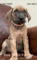 Pink Collar Female, a female Cane Corso for sale in La Plata, MD – Photo 2 of 3