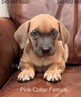 Pink Collar Female, a female Cane Corso for sale in La Plata, MD – Photo 1 of 3