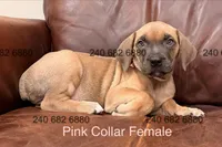 Pink Collar Female, a female Cane Corso for sale in La Plata, MD – Photo 3 of 3