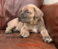 Red Collar Male, a male Cane Corso for sale in La Plata, MD – 6 of 6