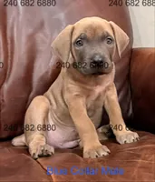 Blue Collar Male Cane Corso, a male Cane Corso for sale in La Plata, MD – Photo 4 of 4