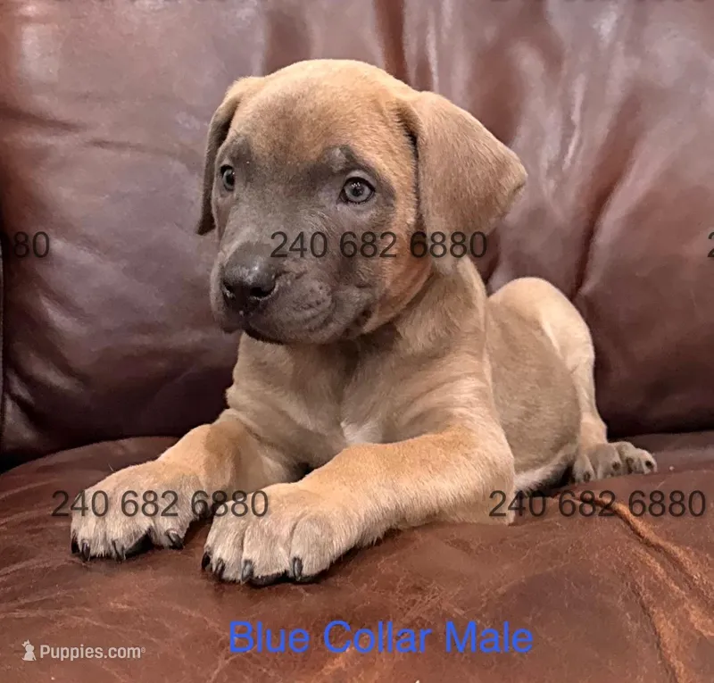 Blue Collar Male Cane Corso