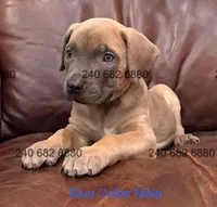 Blue Collar Male Cane Corso, a male Cane Corso for sale in La Plata, MD – Photo 1 of 4