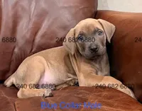 Blue Collar Male Cane Corso, a male Cane Corso for sale in La Plata, MD – Photo 2 of 4