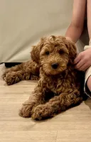 Cooper, a male Irish Doodle for sale in Charlotte, NC – 2 of 2