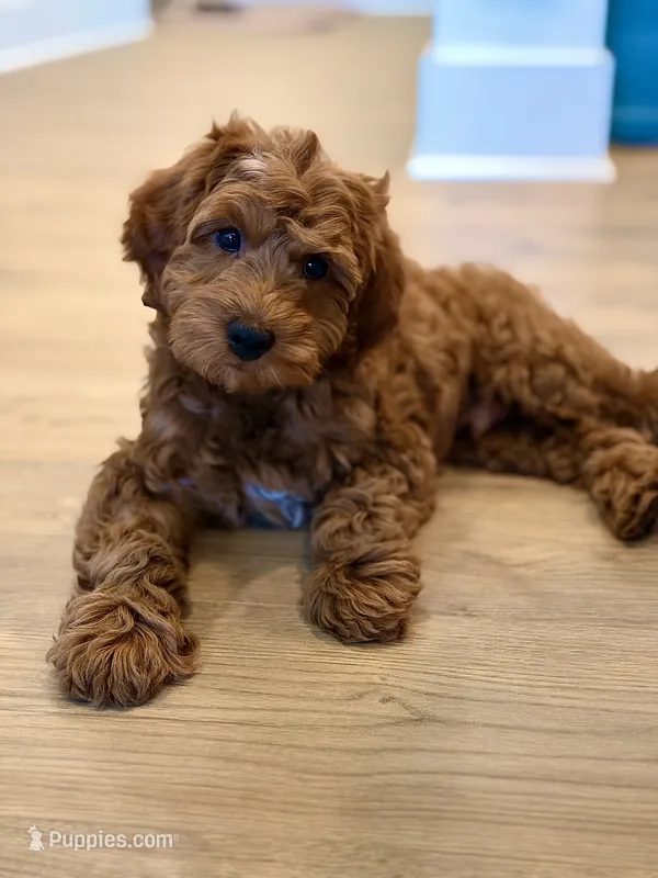 Cooper – Irish Doodle puppy for sale in Charlotte, NC