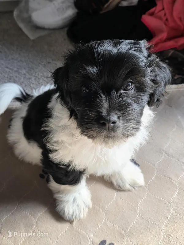 Barker – Bichon Frise, Shih Tzu puppy for sale in Brunswick, OH