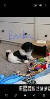 Barker, a male Bichon Frise and Shih Tzu for sale in Brunswick, OH – 2 of 2