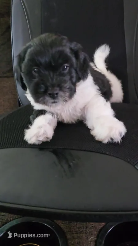 Barker, a male Bichon Frise and Shih Tzu for sale in Brunswick, OH – 1 of 2