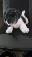 Barker, a male Bichon Frise and Shih Tzu for sale in Brunswick, OH – 1 of 2