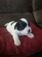 Tank, a male Bichon Frise and Shih Tzu for sale in Brunswick, OH – 3 of 4