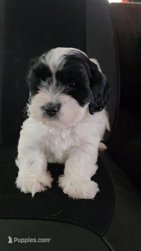 Tank – Bichon Frise, Shih Tzu puppy for sale in Brunswick, OH