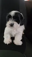 Tank, a male Bichon Frise and Shih Tzu for sale in Brunswick, OH – 1 of 4