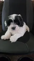 Tank, a male Bichon Frise and Shih Tzu for sale in Brunswick, OH – 2 of 4