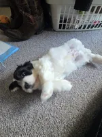 Tank, a male Bichon Frise and Shih Tzu for sale in Brunswick, OH – 4 of 4