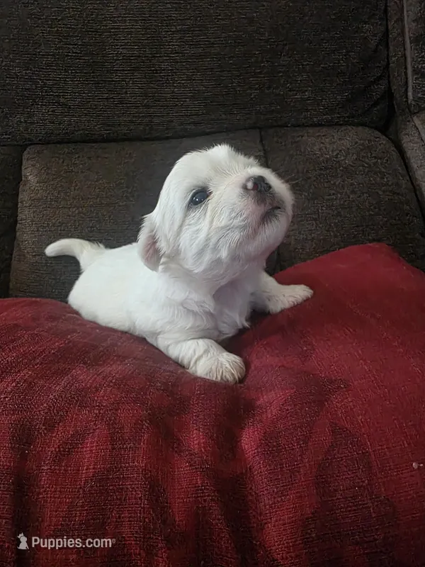 Bear – Bichon Frise, Shih Tzu puppy for sale in Brunswick, OH